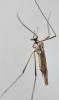 Ormosia sp.